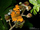 Comma 2